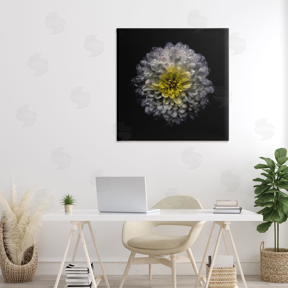 Brian Carson Photography White And Yellow Mum Stretched Canvas Wall Art Print in Room
