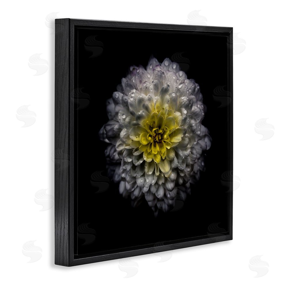 Brian Carson Photography White And Yellow Mum Black Floating Frame Canvas Wall Art Print