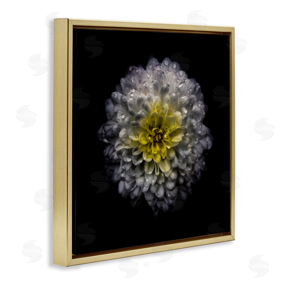 Brian Carson Photography White And Yellow Mum Gold Floating Frame Canvas Wall Art Print
