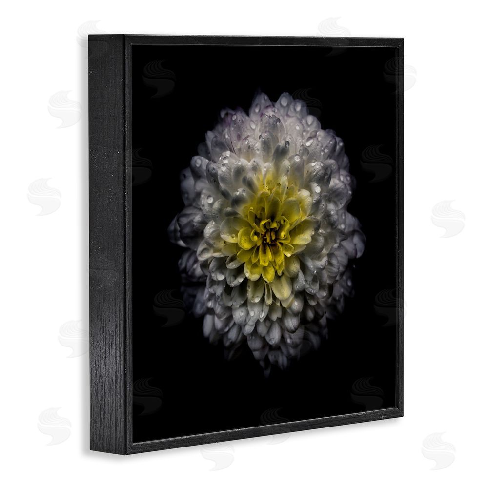 Brian Carson Photography White And Yellow Mum Black Framed Giclee Print Wall Art