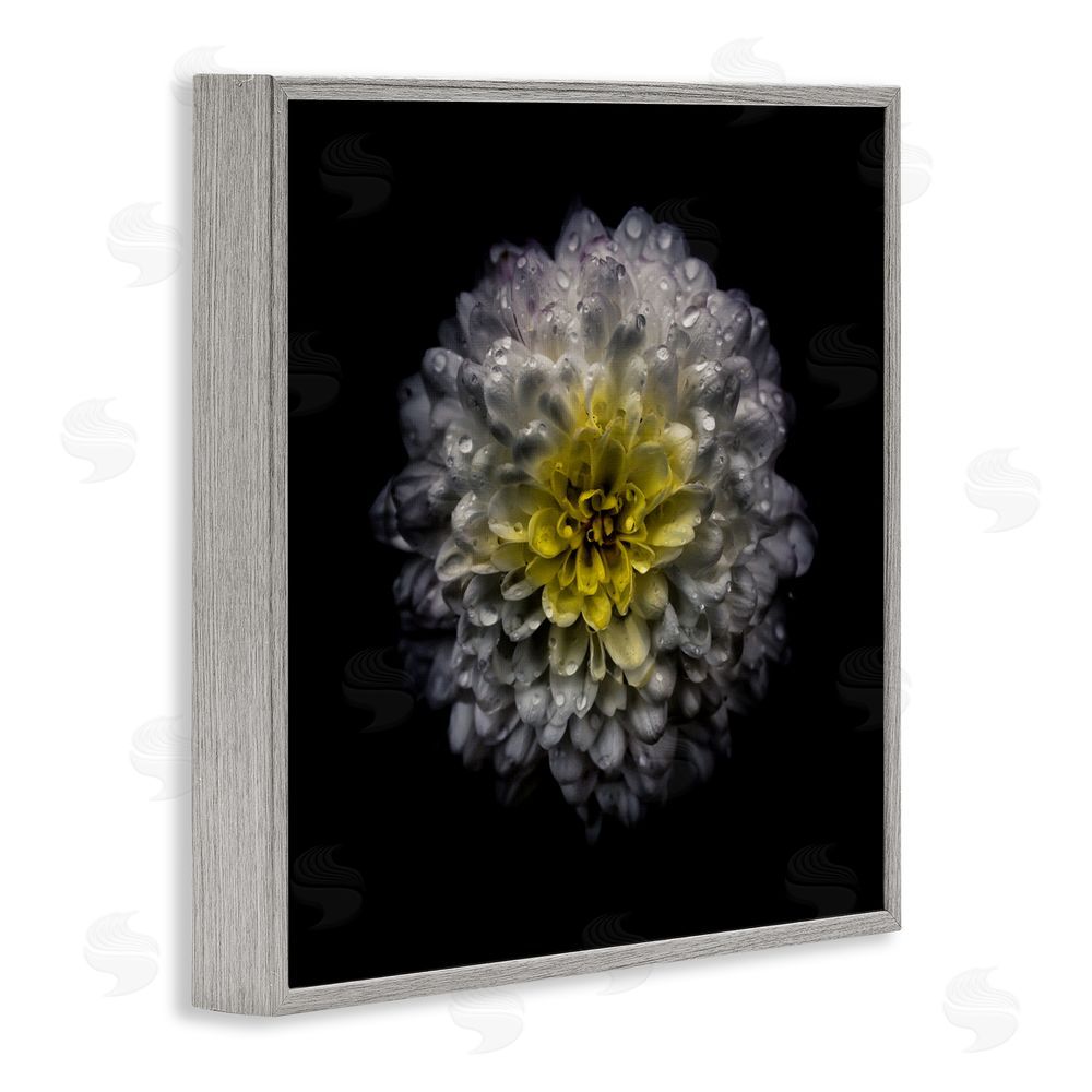 Brian Carson Photography White And Yellow Mum Gray Framed Giclee Print Wall Art