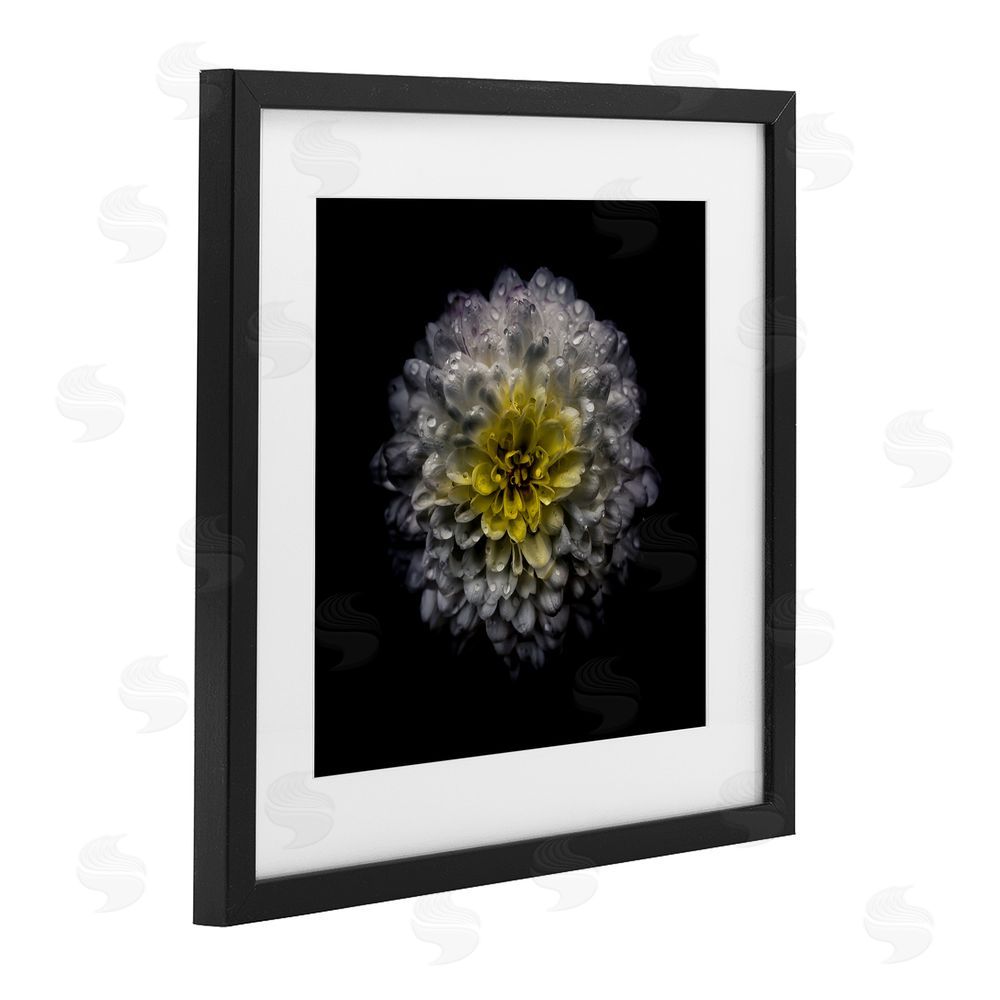 Brian Carson Photography White And Yellow Mum Black Framed Print Under Glass Wall Art