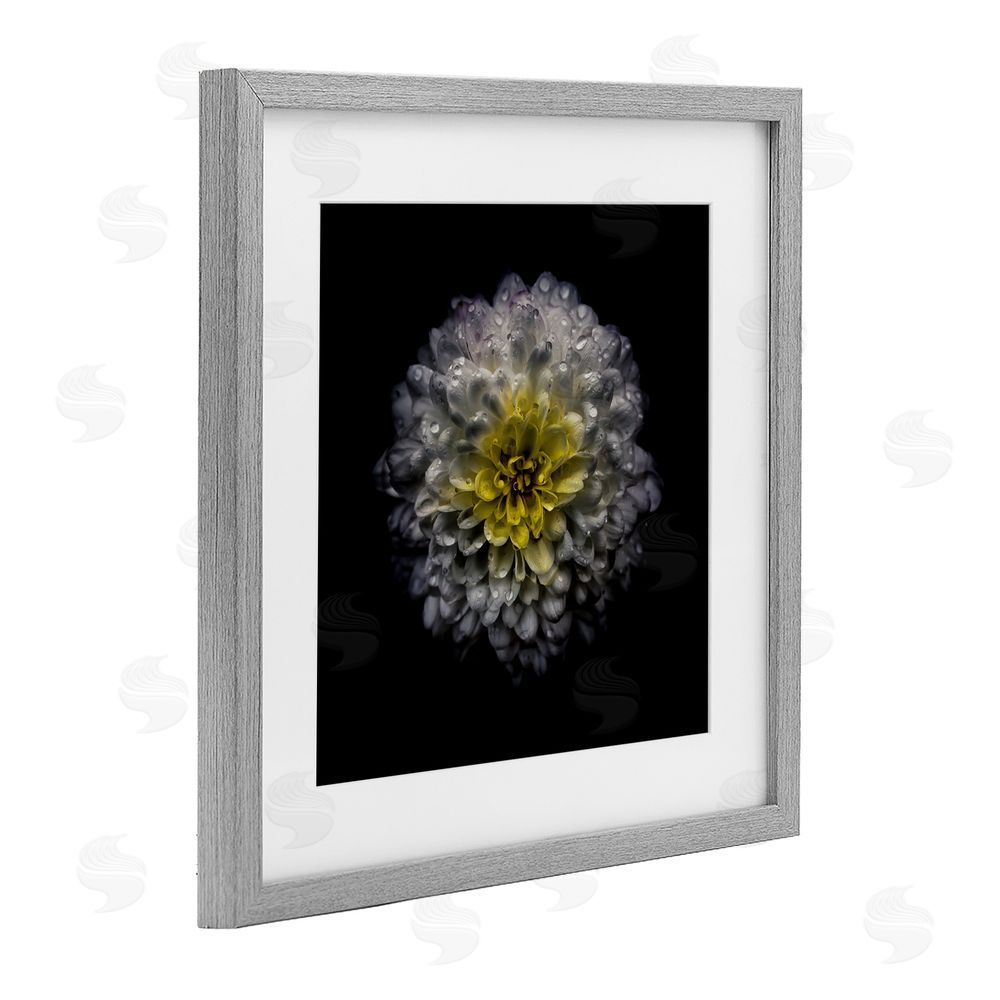 Brian Carson Photography White And Yellow Mum Gray Framed Print Under Glass Wall Art