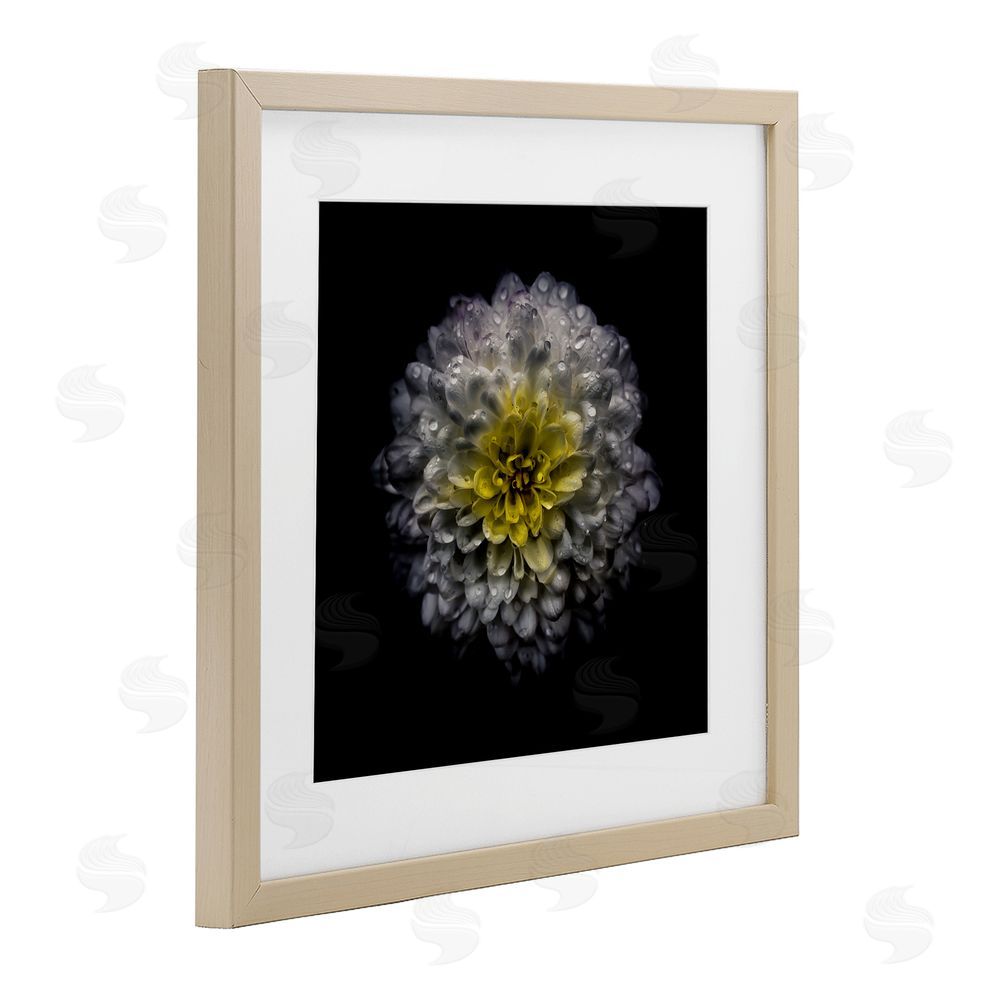 Brian Carson Photography White And Yellow Mum Brown Framed Print Under Glass Wall Art