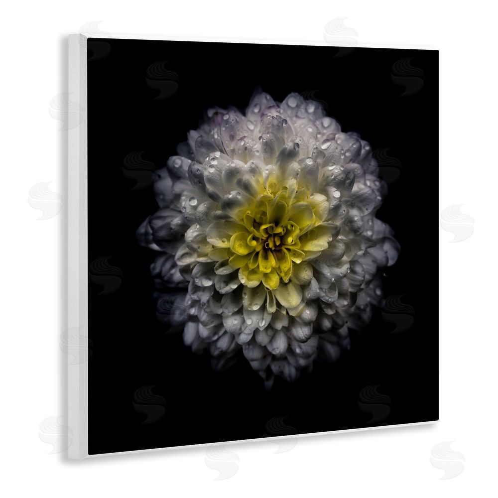 Brian Carson Photography White And Yellow Mum Wooden Wall Plaque Art Print