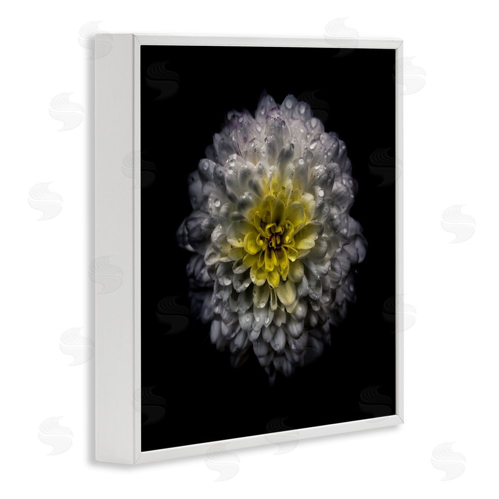 Brian Carson Photography White And Yellow Mum White Framed Giclee Print Wall Art