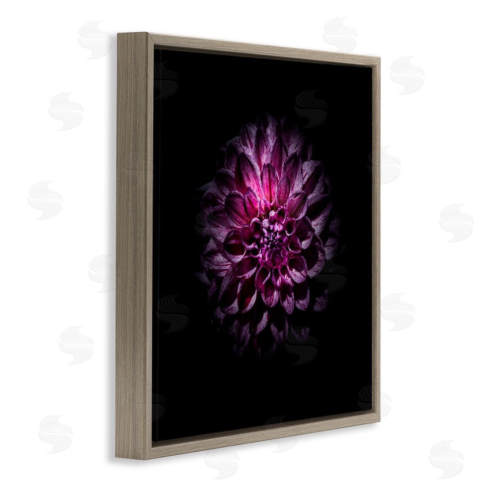 Brian Carson Photography Purple Dahlia Dark Contemporary Brown Floating Frame Canvas Wall Art Print