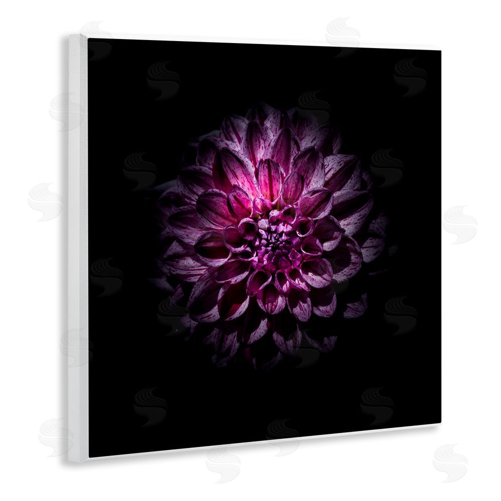 Brian Carson Photography Purple Dahlia Dark Contemporary Wooden Wall Plaque Art Print
