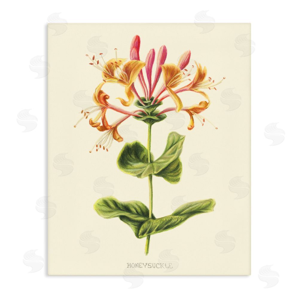 Connie Resch Honeysuckle Vintage Illustration Stretched Canvas Wall Art Print
