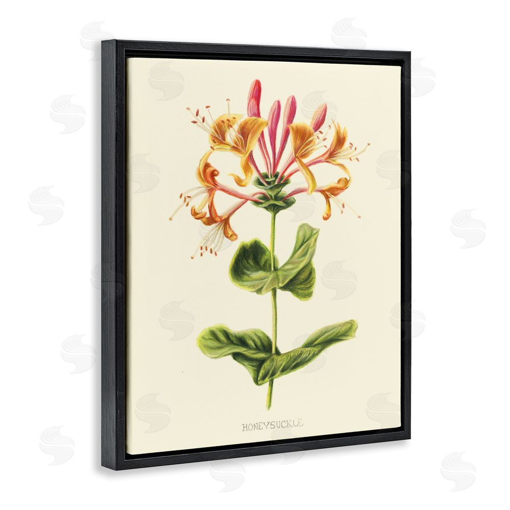 Connie Resch Honeysuckle Vintage Illustration Black Floating Frame Canvas Wall Art Print