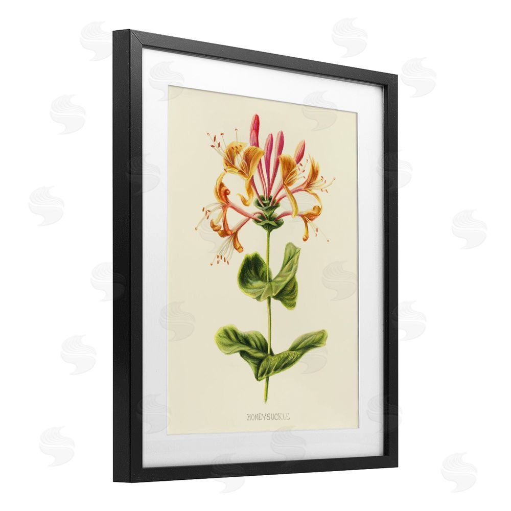 Connie Resch Honeysuckle Vintage Illustration Black Framed Print Under Glass Wall Art