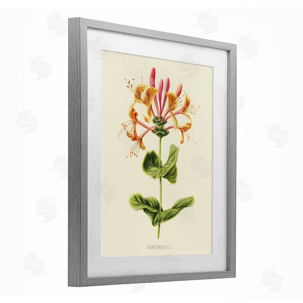Connie Resch Honeysuckle Vintage Illustration Gray Framed Print Under Glass Wall Art