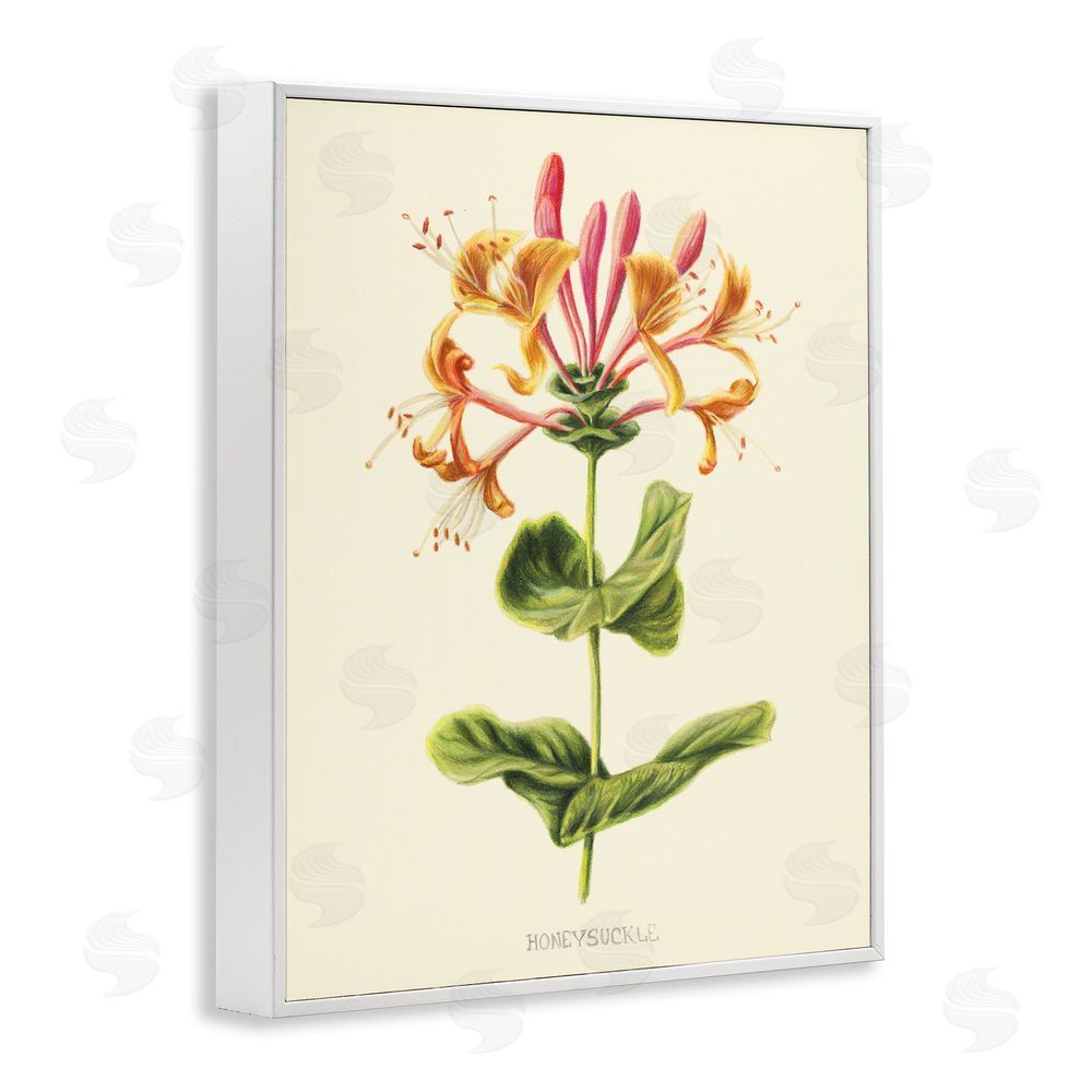 Connie Resch Honeysuckle Vintage Illustration White Framed Giclee Wall Art Print