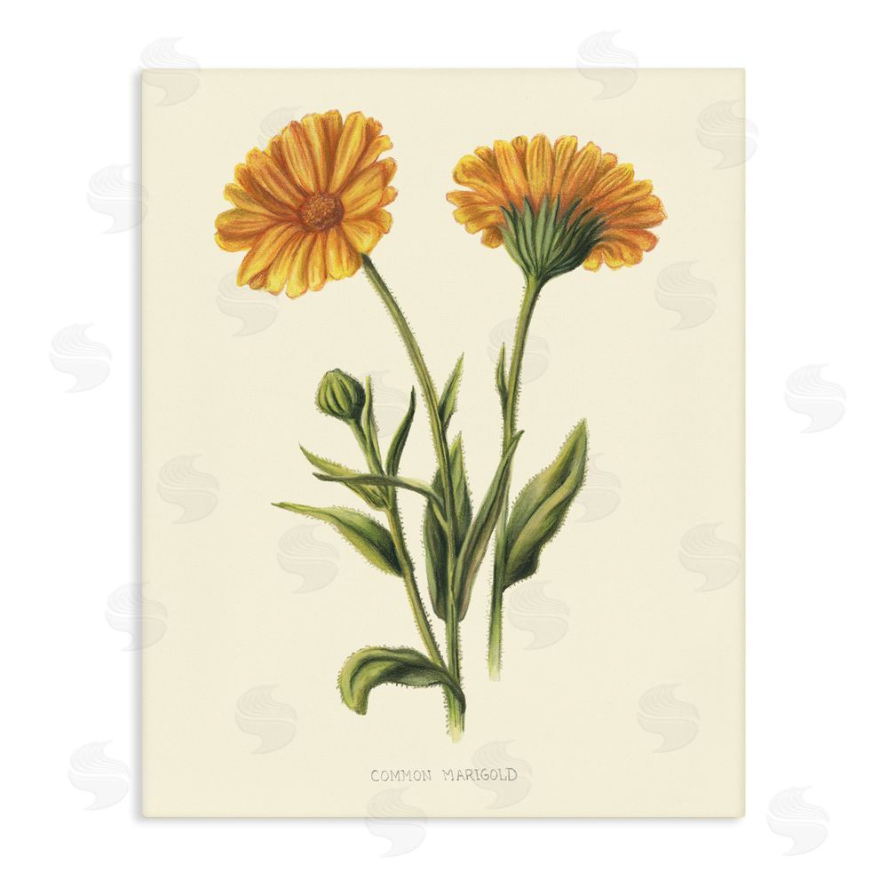 Connie Resch Twin Marigold Blooms Stretched Canvas Wall Art Print