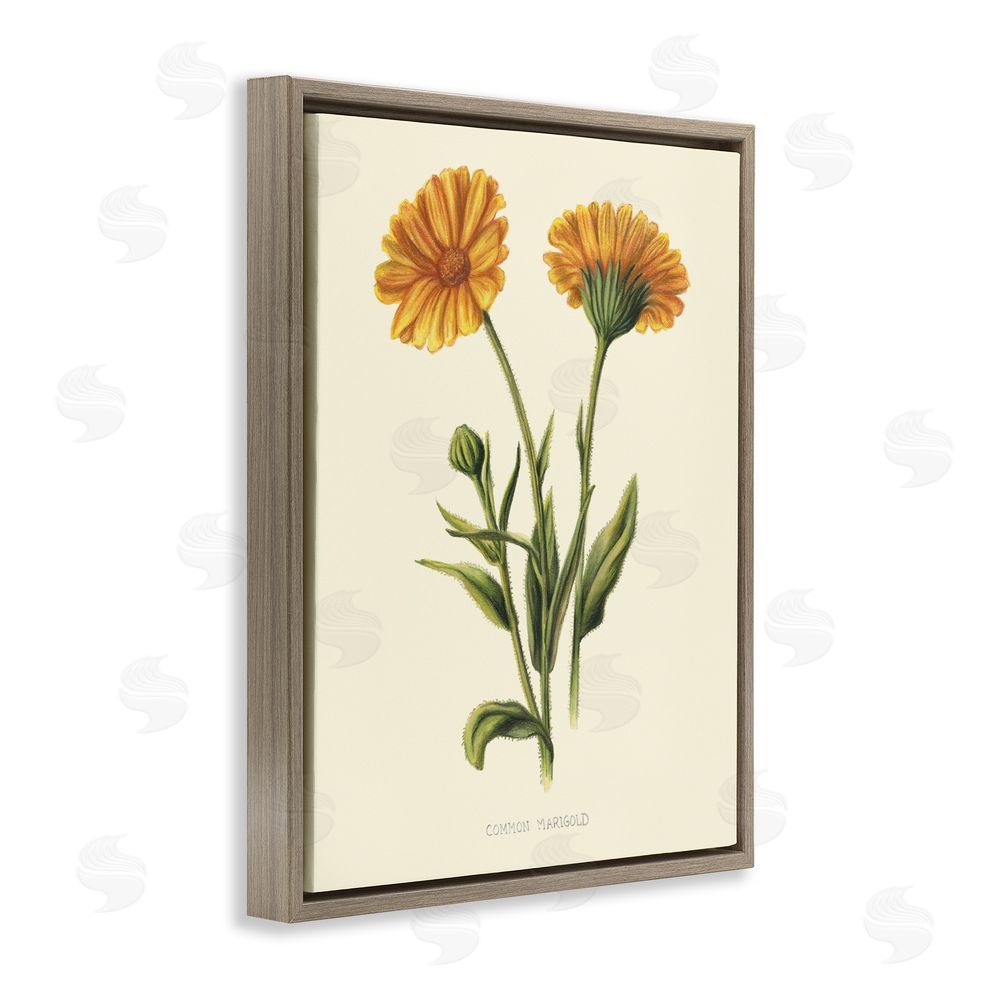 Connie Resch Twin Marigold Blooms Brown Floating Frame Canvas Wall Art Print
