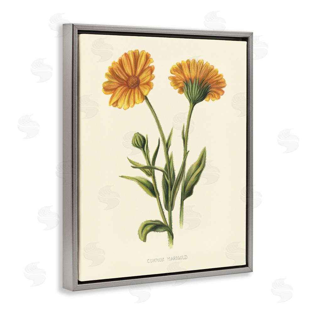 Connie Resch Twin Marigold Blooms Gray Floating Frame Canvas Wall Art Print