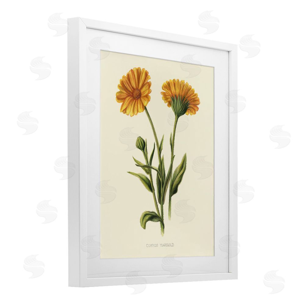 Connie Resch Twin Marigold Blooms White Framed Print Under Glass Wall Art