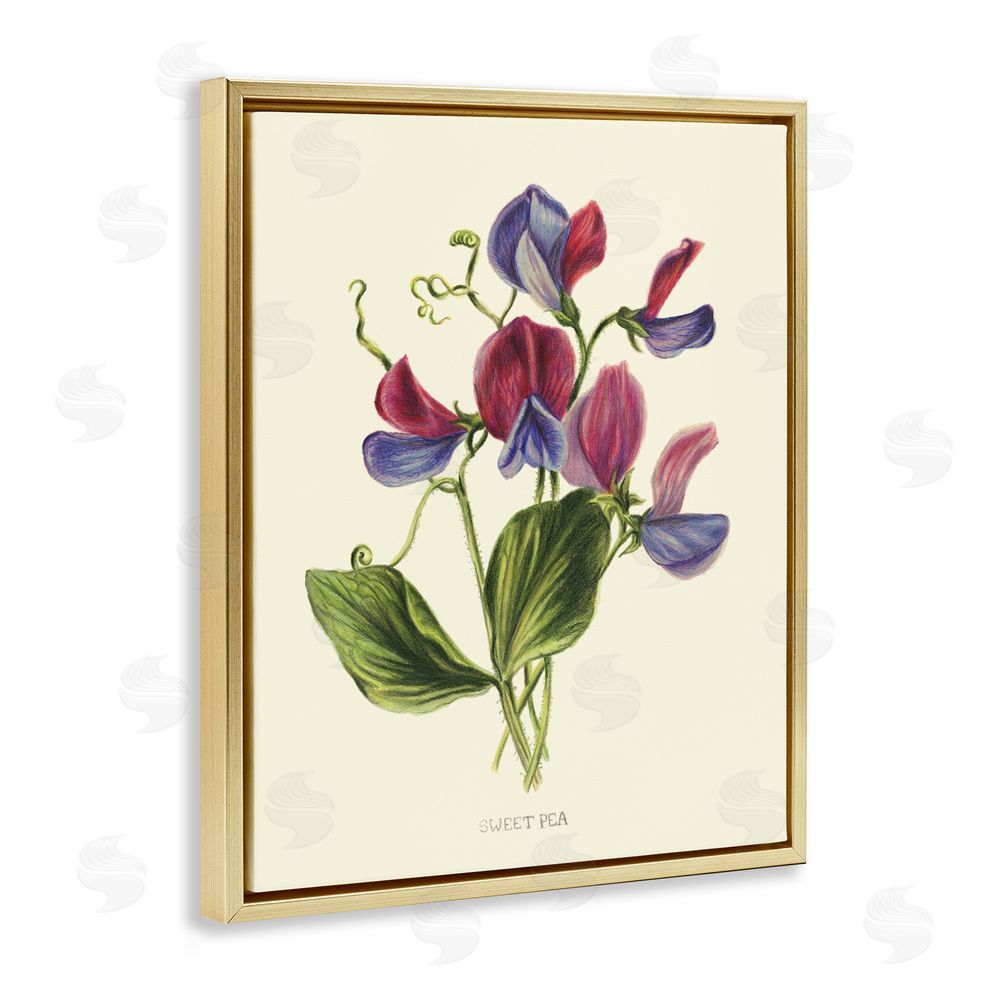 Connie Resch Vintage Sweet Pea Blossoms Gold Floating Frame Canvas Wall Art Print