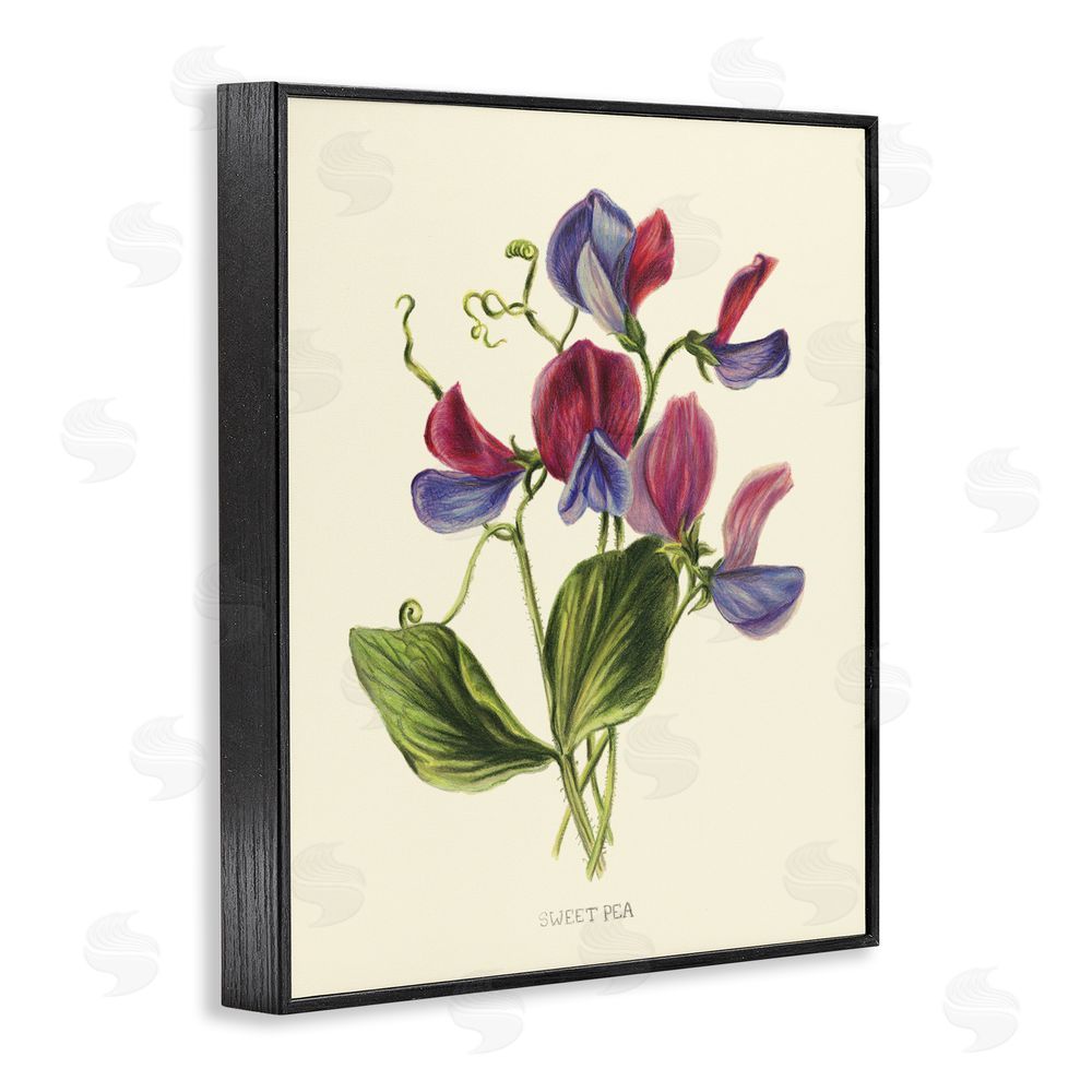 Connie Resch Vintage Sweet Pea Blossoms Black Framed Giclee Wall Art Print