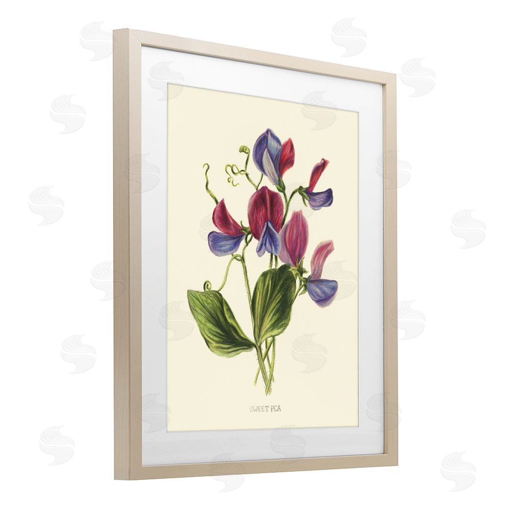 Connie Resch Vintage Sweet Pea Blossoms Birch Framed Print Under Glass Wall Art