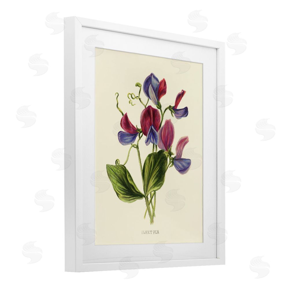 Connie Resch Vintage Sweet Pea Blossoms White Framed Print Under Glass Wall Art