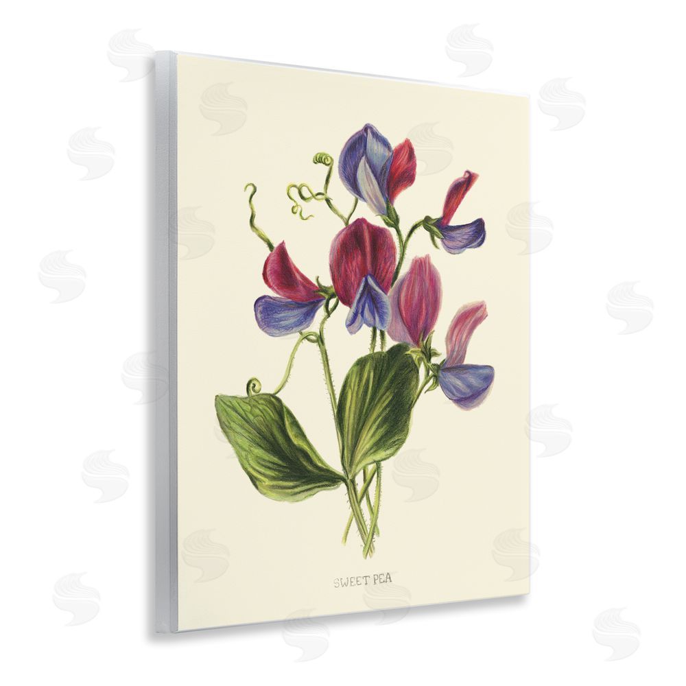 Connie Resch Vintage Sweet Pea Blossoms Wall Plaque Art Print