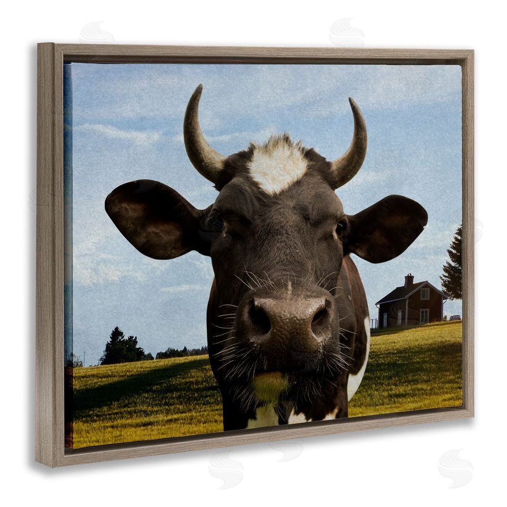 Marcus Prime Farm Cow with Curved Horns Brown Floating Frame Canvas Wall Art Print
