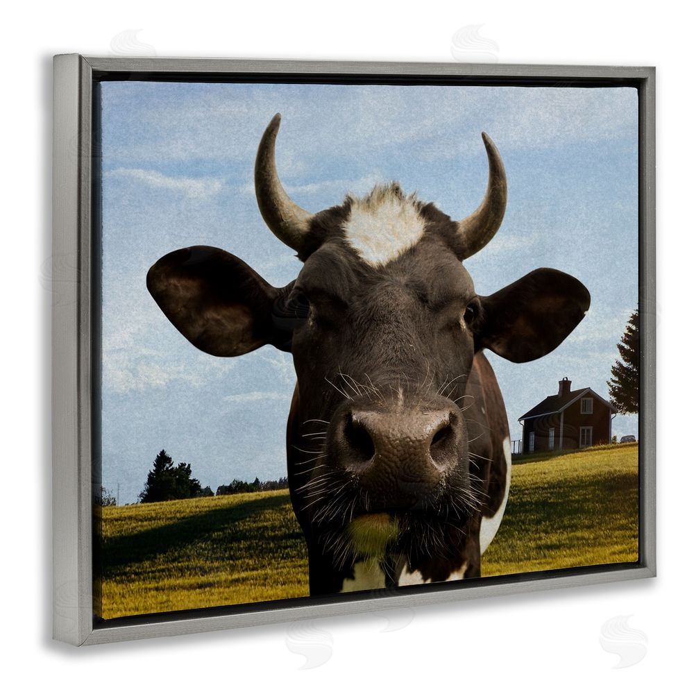 Marcus Prime Farm Cow with Curved Horns Gray Floating Frame Canvas Wall Art Print