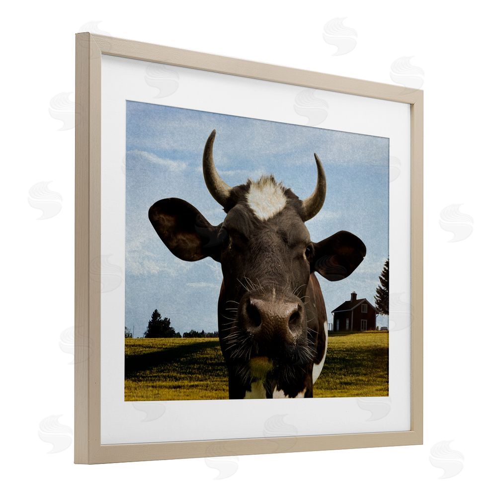 Marcus Prime Farm Cow with Curved Horns Birch Framed Print Under Glass Wall Art
