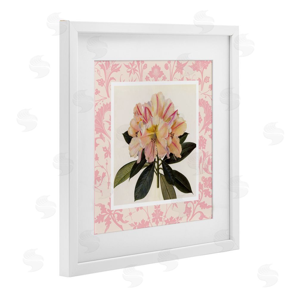 Livi Finn Pink Vintage Pattern Botanical White Framed Print Under Glass Wall Art