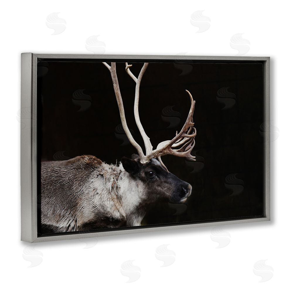 Amy Carroll Dark Reindeer at Night Gray Floating Frame Canvas Wall Art Print