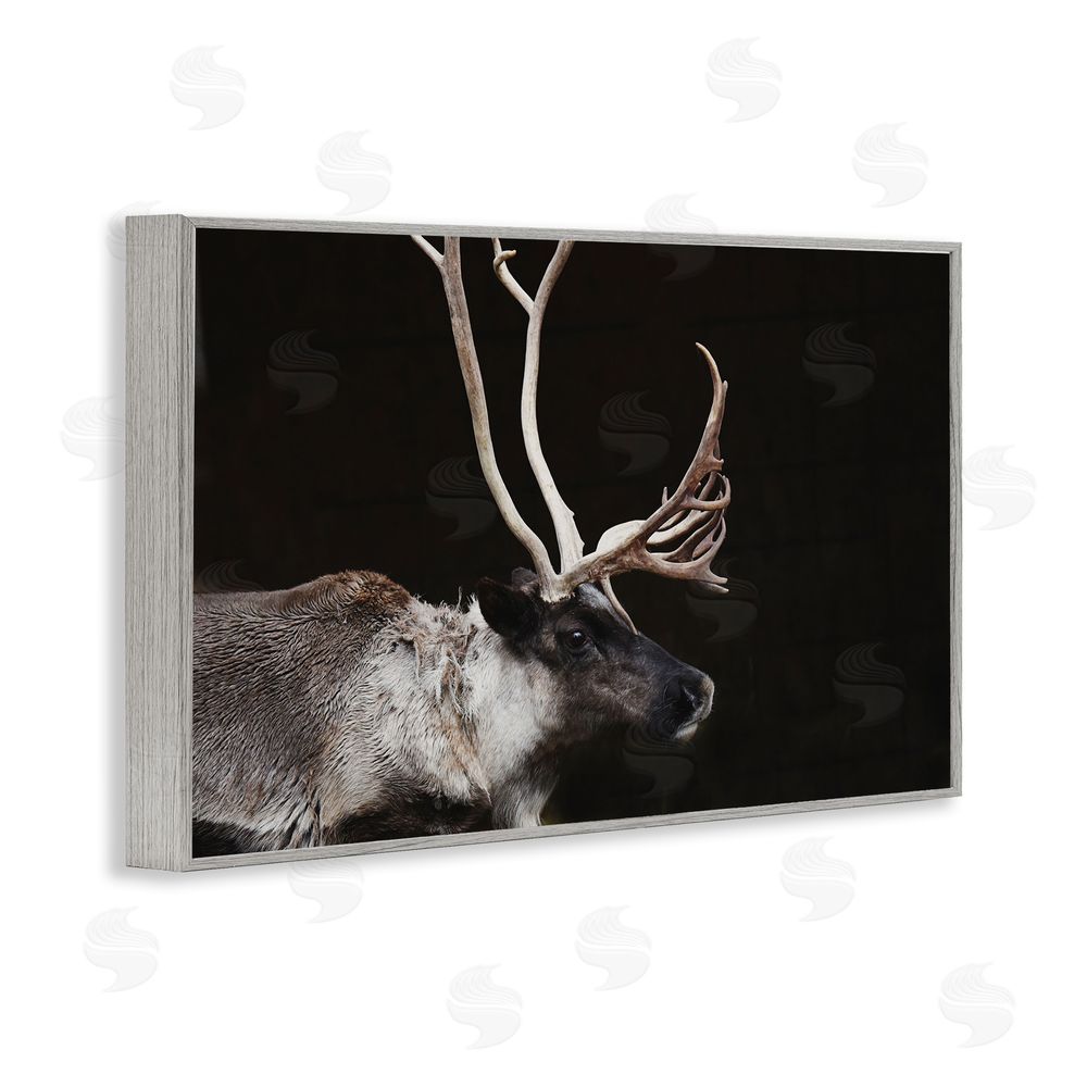 Amy Carroll Dark Reindeer at Night Gray Framed Giclee Wall Art Print