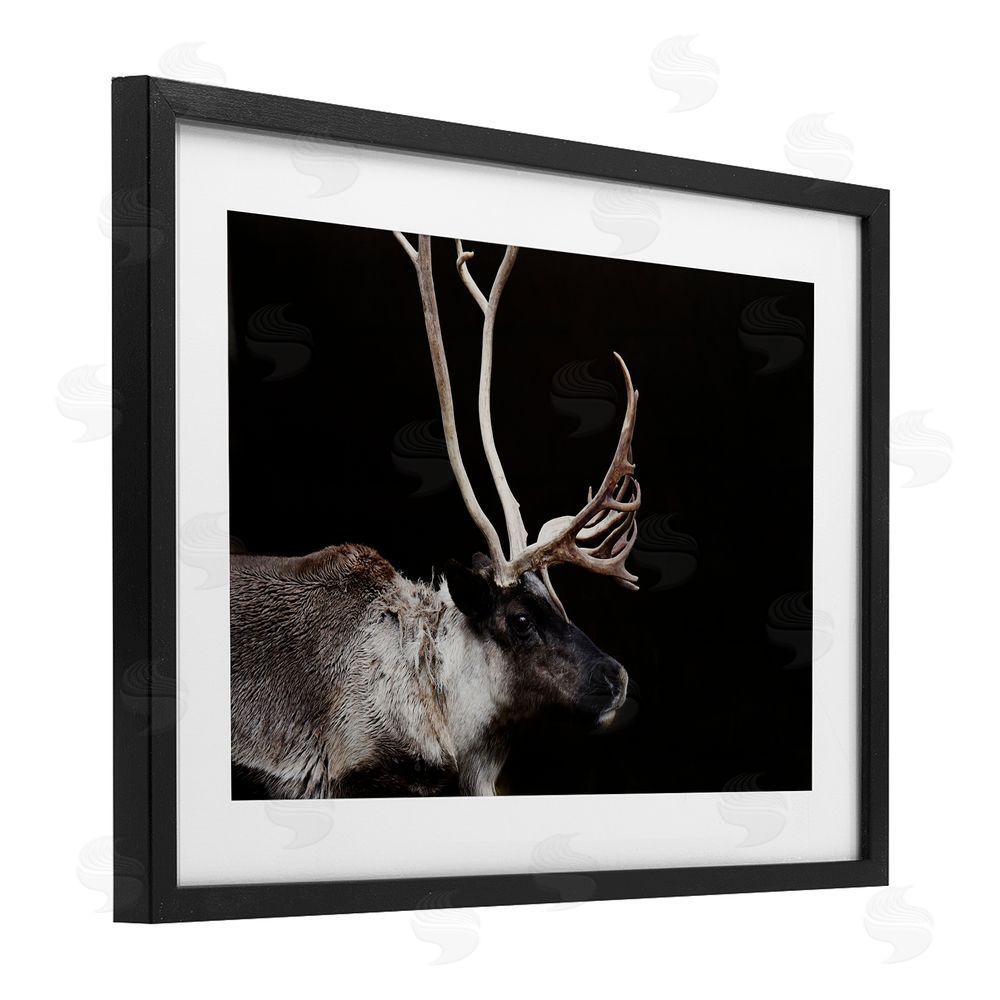 Amy Carroll Dark Reindeer at Night Black Framed Print Under Glass Wall Art
