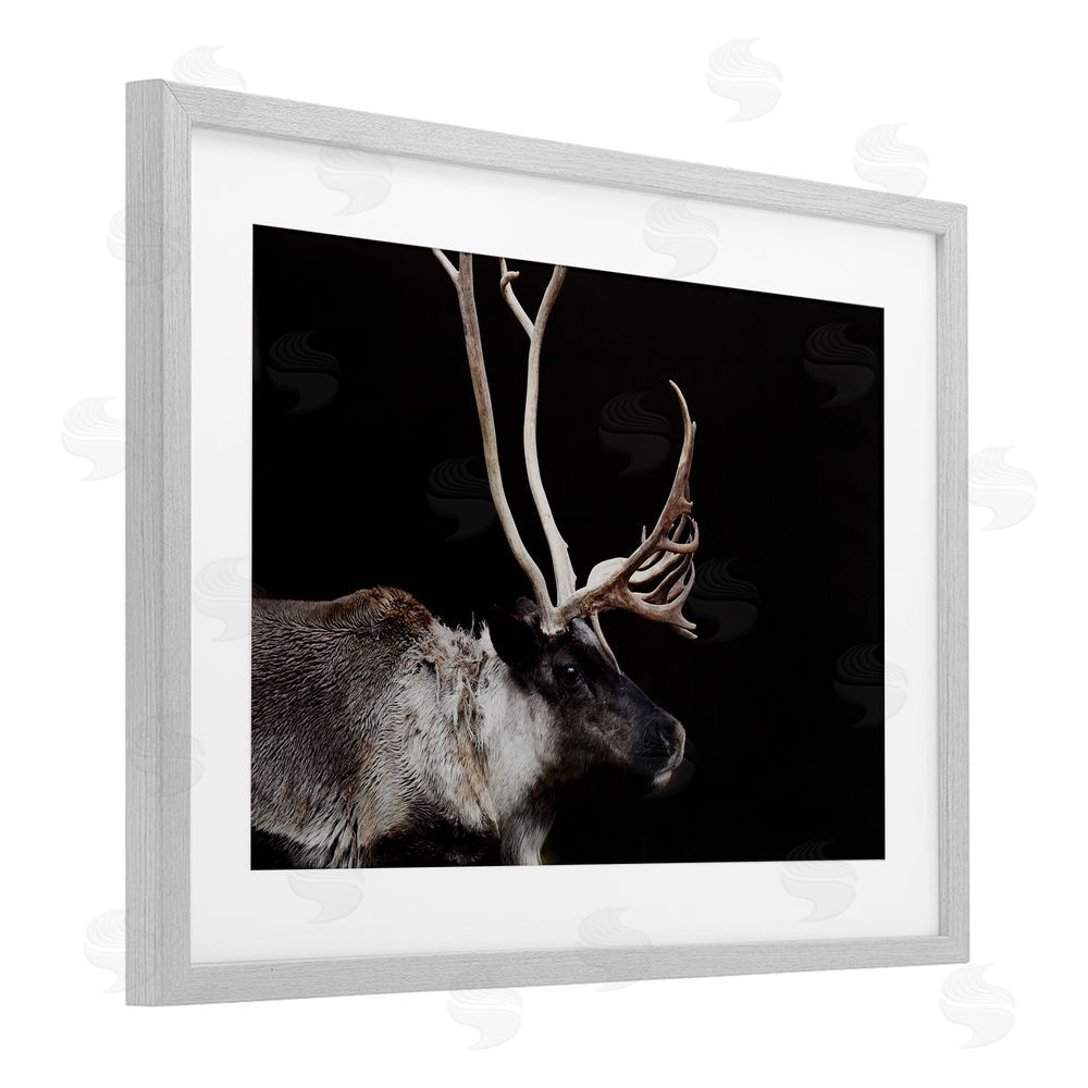 Amy Carroll Dark Reindeer at Night Gray Framed Print Under Glass Wall Art