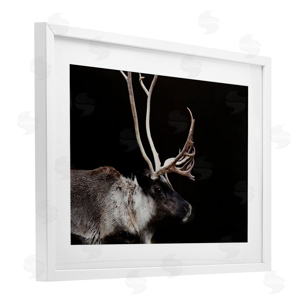 Amy Carroll Dark Reindeer at Night White Framed Print Under Glass Wall Art