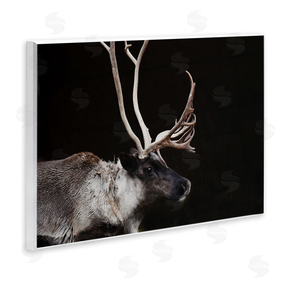 Amy Carroll Dark Reindeer at Night Wall Plaque Art Print