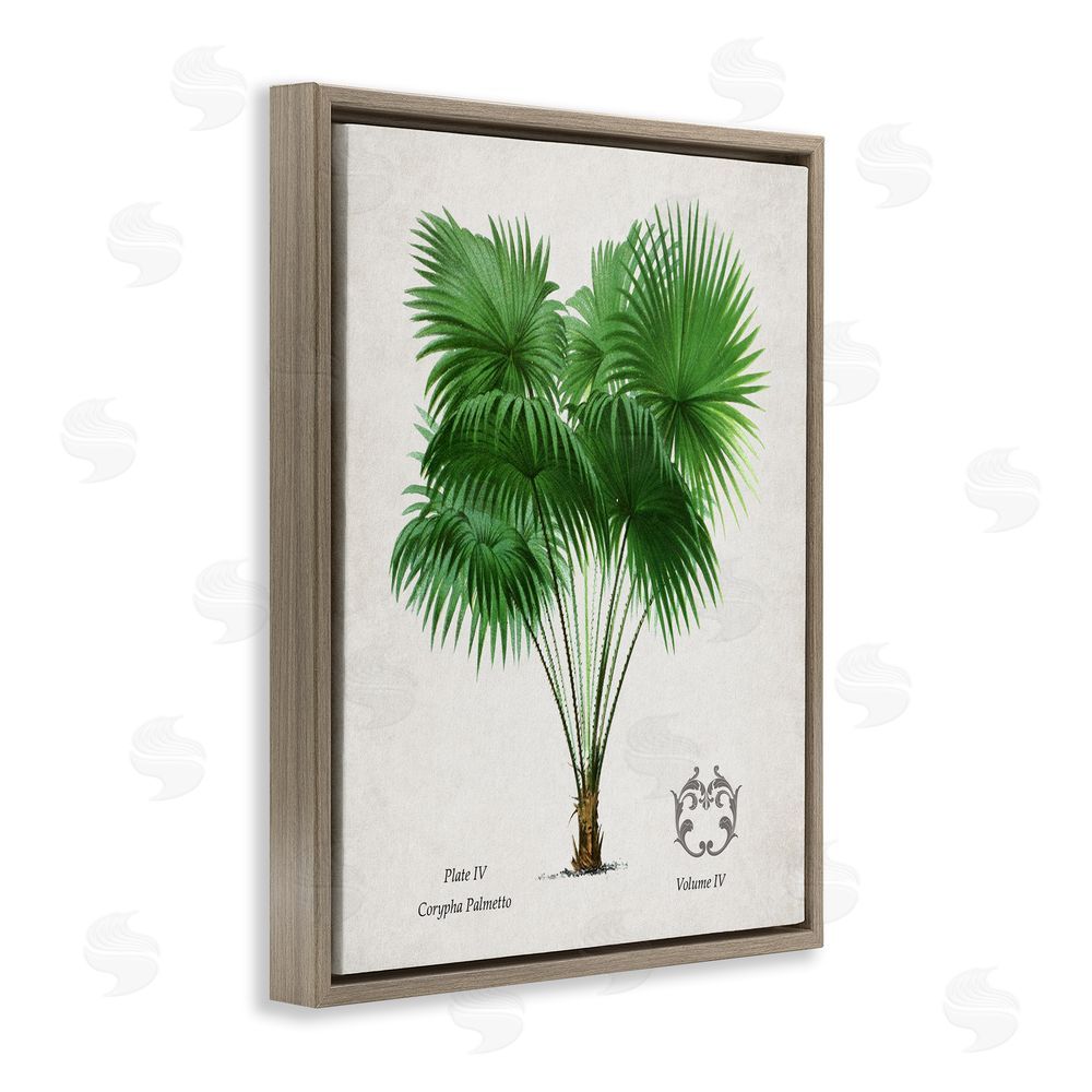 Val Rhodes Fan Palm Vintage Study Brown Floating Frame Canvas Wall Art Print