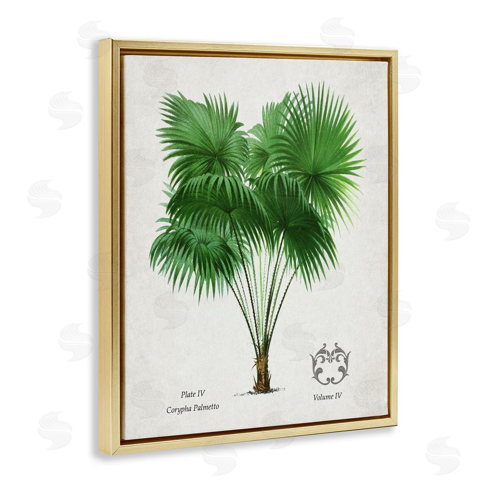 Val Rhodes Fan Palm Vintage Study Gold Floating Frame Canvas Wall Art Print