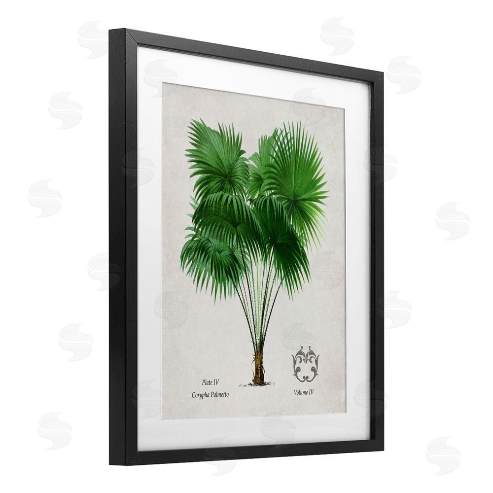 Val Rhodes Fan Palm Vintage Study Black Framed Print Under Glass Wall Art