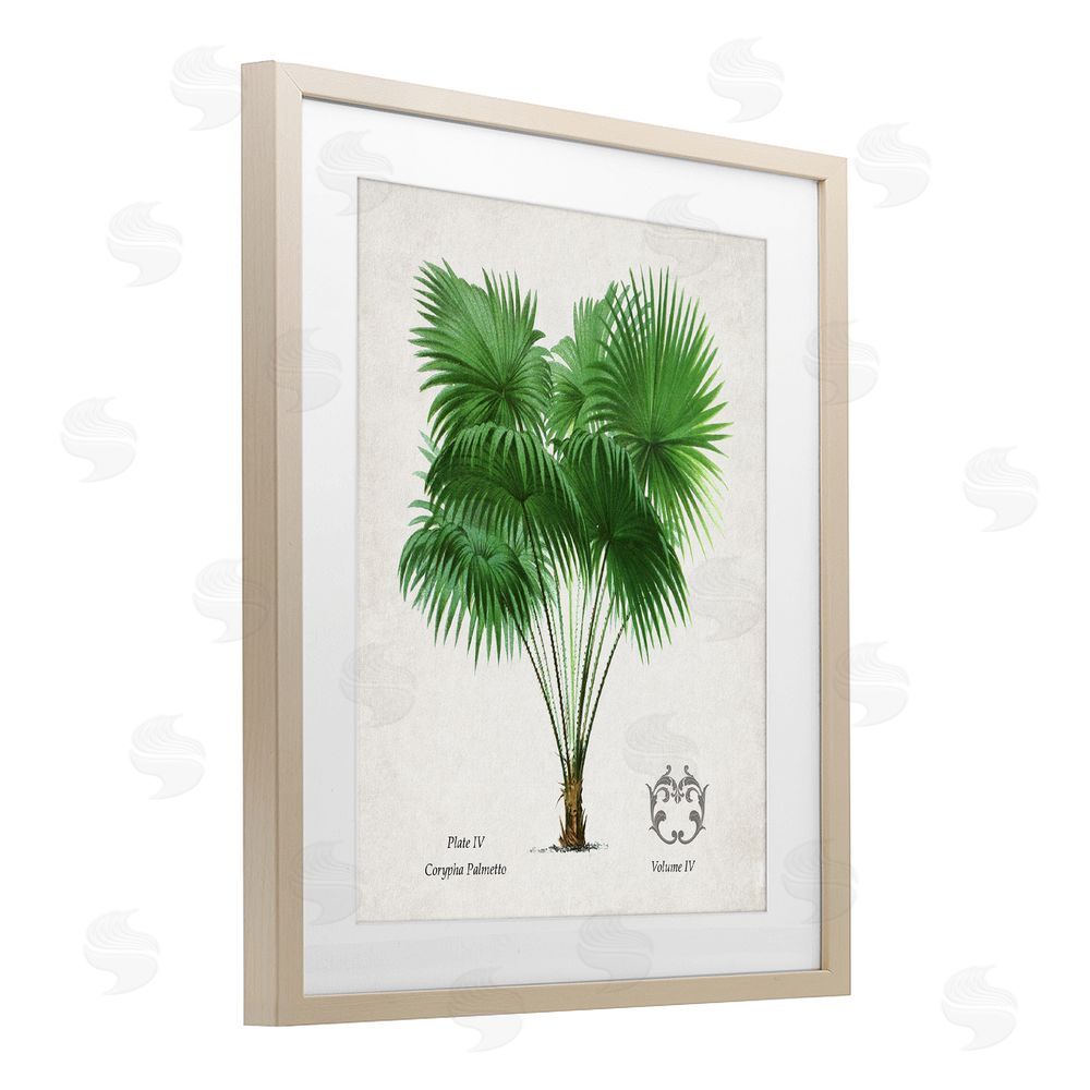Val Rhodes Fan Palm Vintage Study Birch Framed Print Under Glass Wall Art