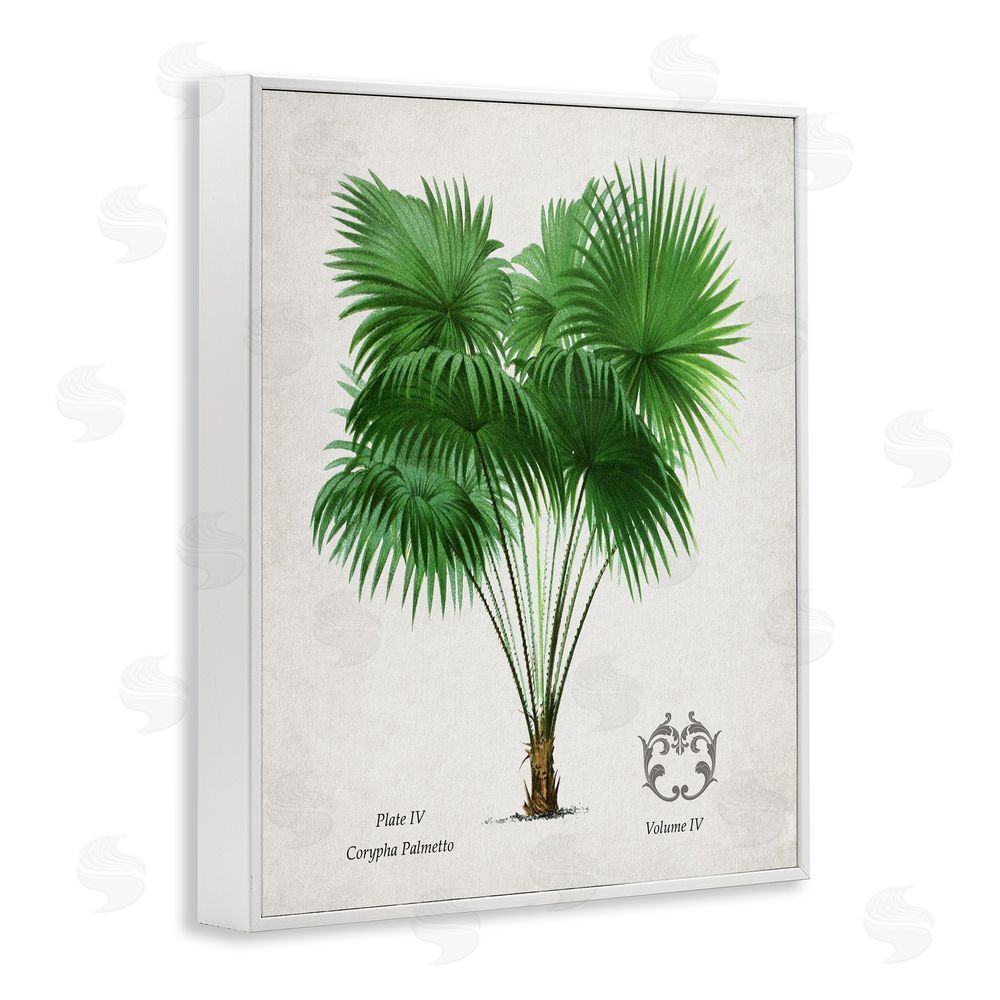 Val Rhodes Fan Palm Vintage Study White Framed Giclee Wall Art Print