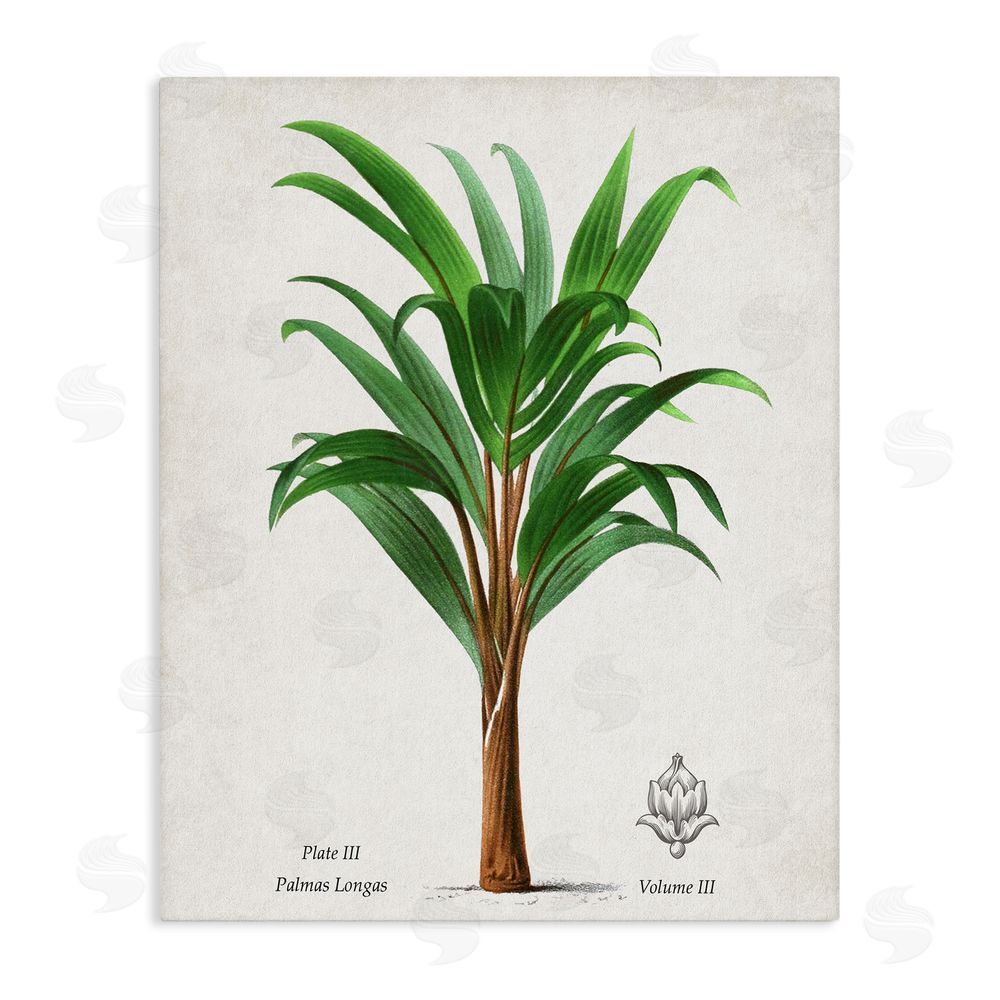 Val Rhodes Palmas Longas Palm Tree Stretched Canvas Wall Art Print