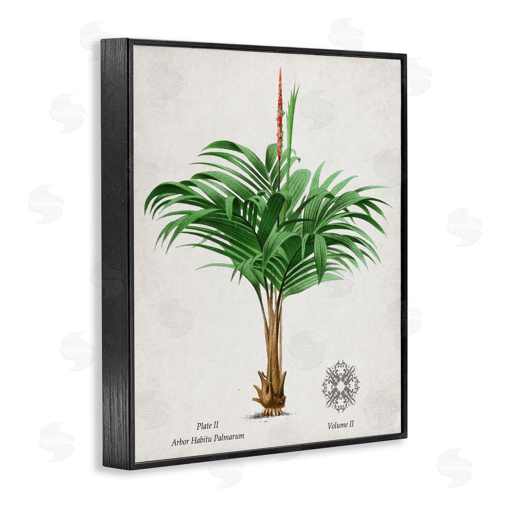 Val Rhodes Natural Palm Variety Study Black Framed Giclee Wall Art Print