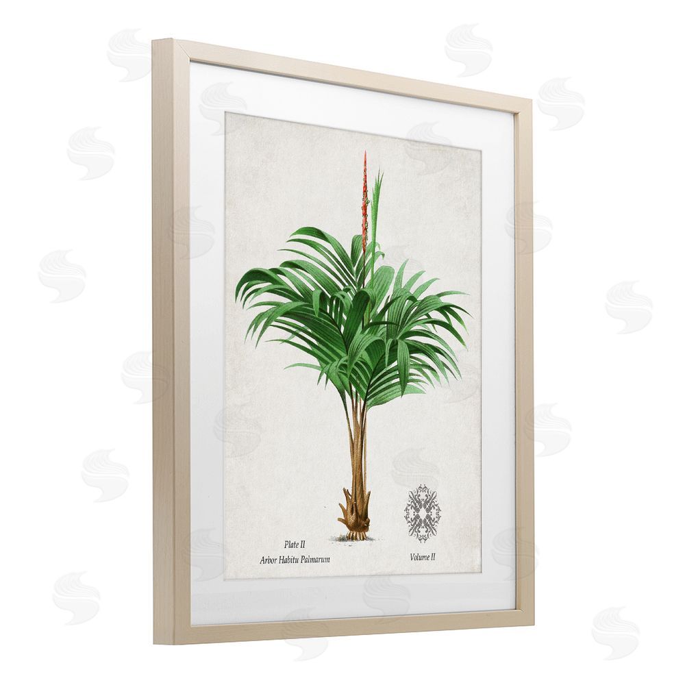 Val Rhodes Natural Palm Variety Study Birch Framed Print Under Glass Wall Art