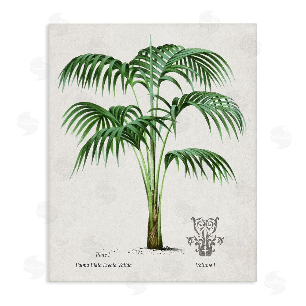 Val Rhodes Natural Palm Study Stretched Canvas Wall Art Print