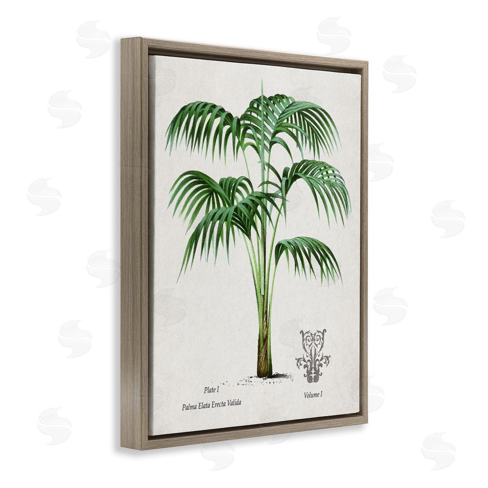 Val Rhodes Natural Palm Study Brown Floating Frame Canvas Wall Art Print