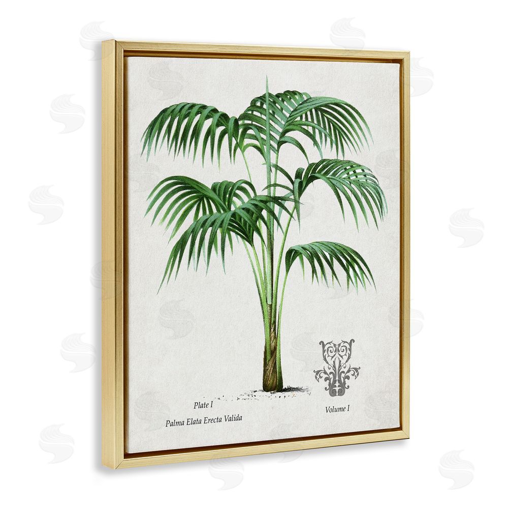 Val Rhodes Natural Palm Study Gold Floating Frame Canvas Wall Art Print