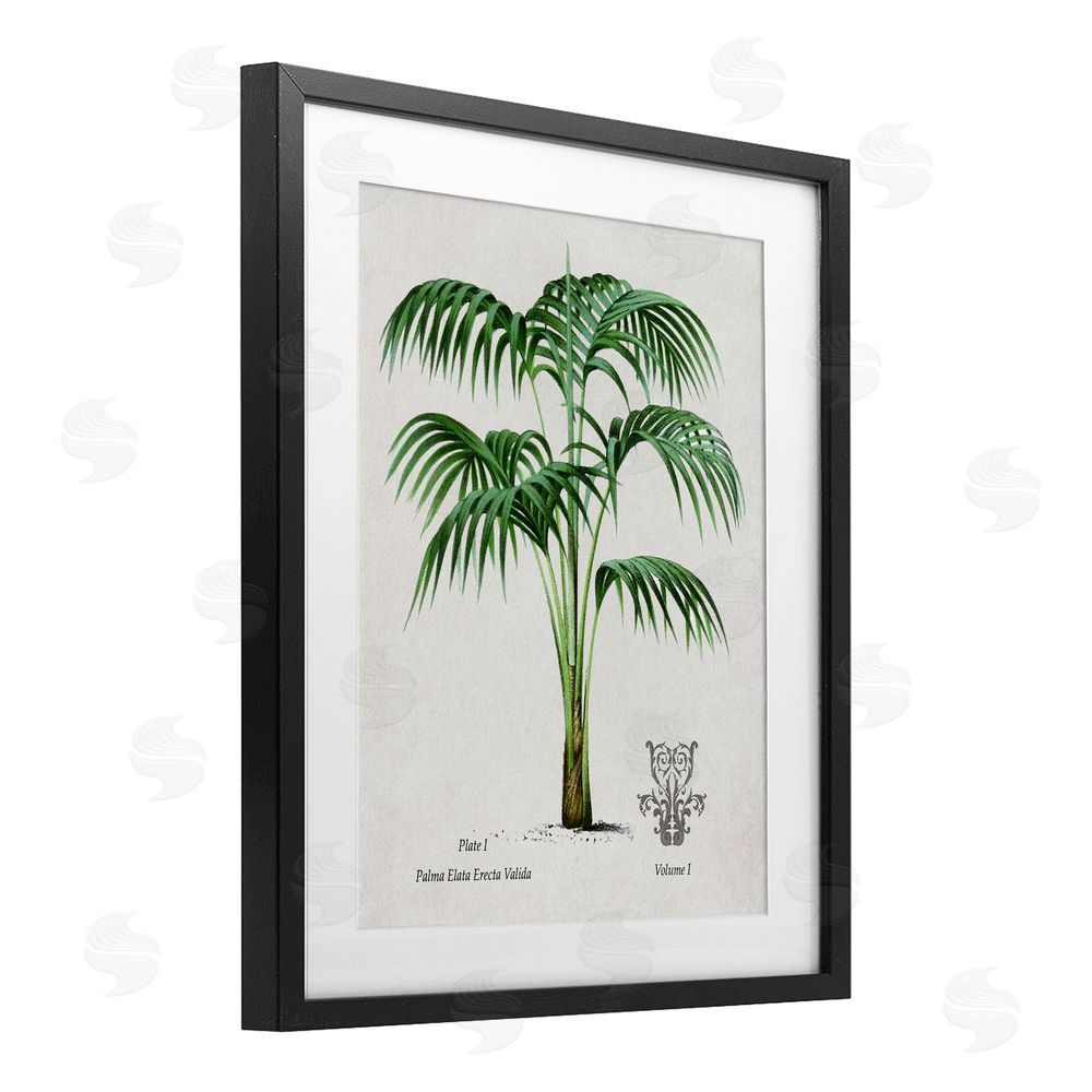 Val Rhodes Natural Palm Study Black Framed Print Under Glass Wall Art