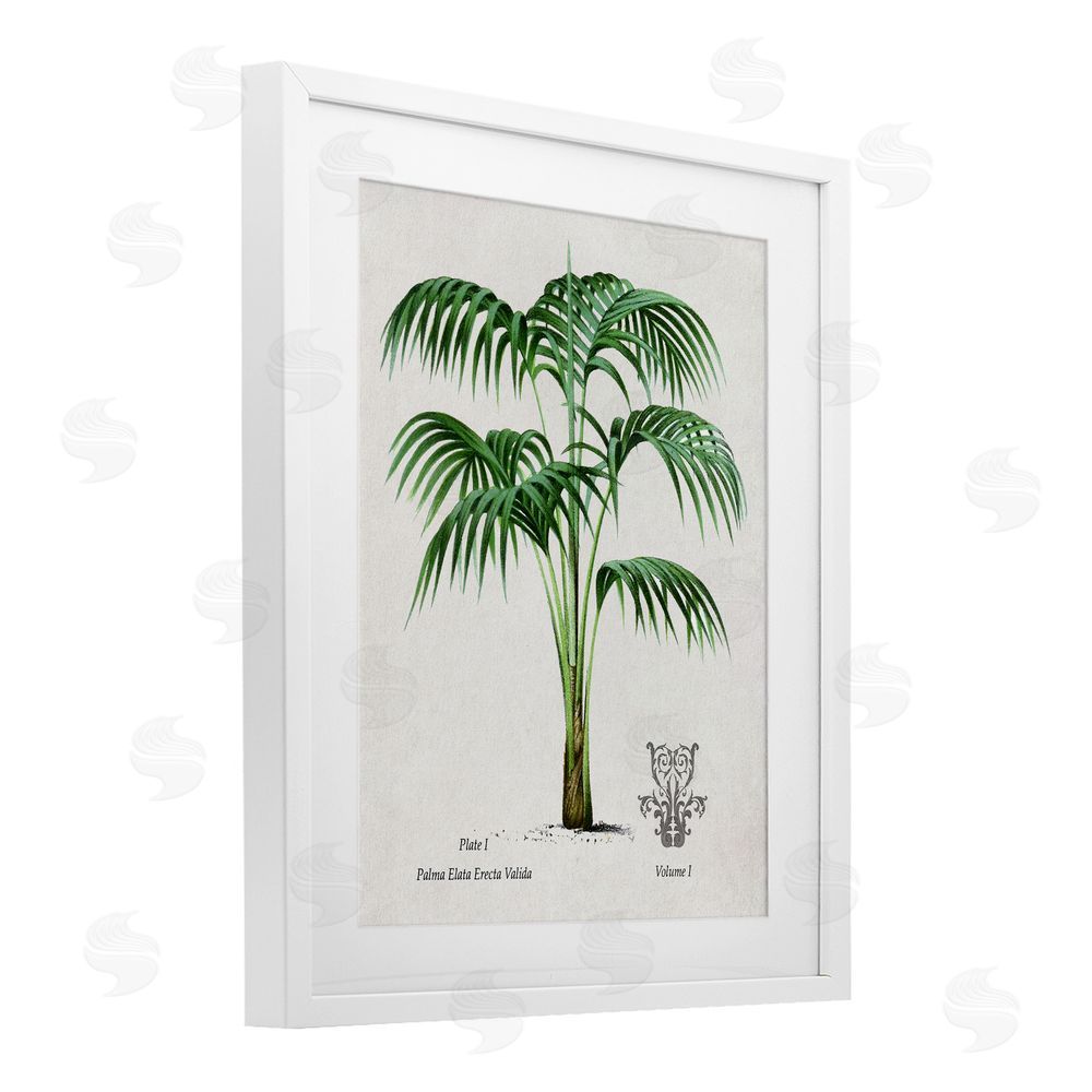 Val Rhodes Natural Palm Study White Framed Print Under Glass Wall Art