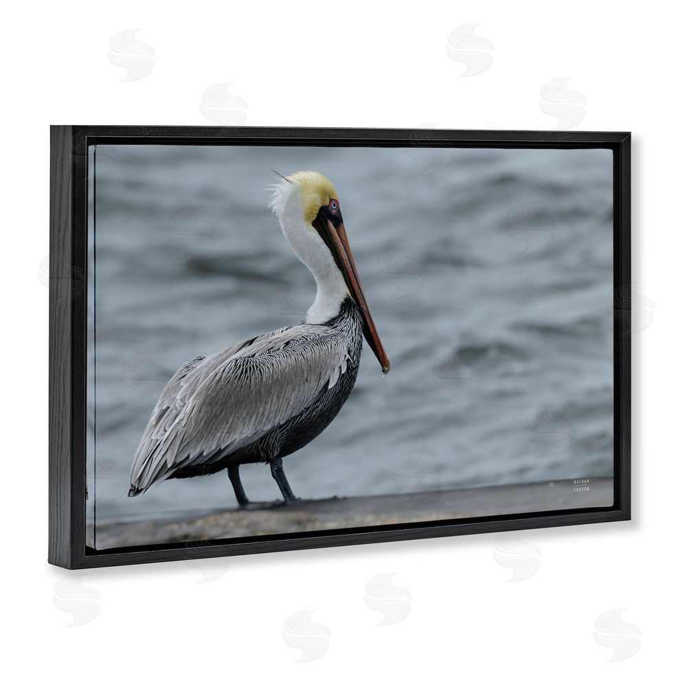 Nathan Larson Pelican Watch Photography Black Floating Frame Canvas Wall Art Print